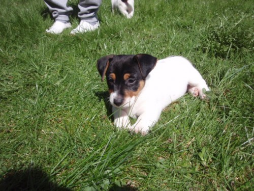 Jack Russel terier s PP