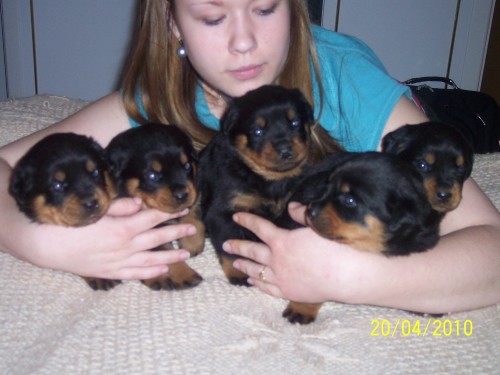 Rotvajler prod�m �t��ata