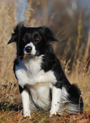 �t��ata - Border collie