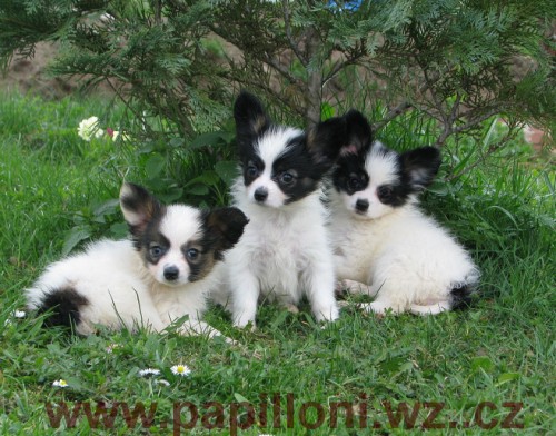 papillon , mot�lek