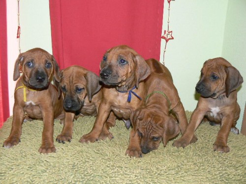 Rhod�sk� ridgeback - �t���tka