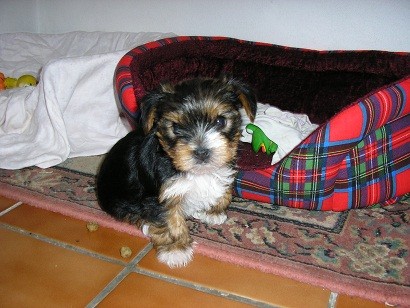 �t�n� jork��ra