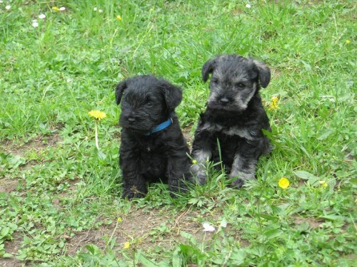 Štěňátka černá i p+s Štěňátka černá i p+s