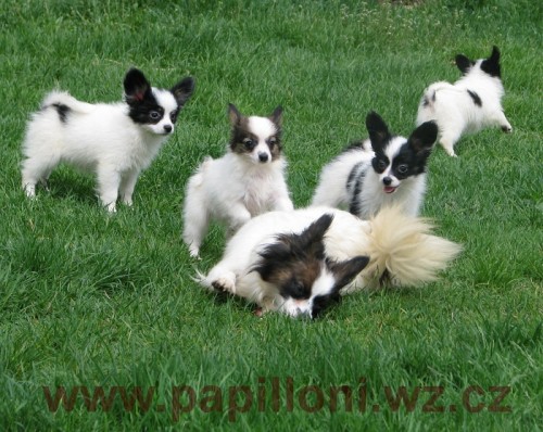 papillon , mot�lek