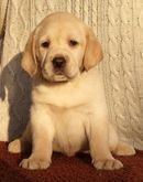 Labrador retriever - �t���tka s PP