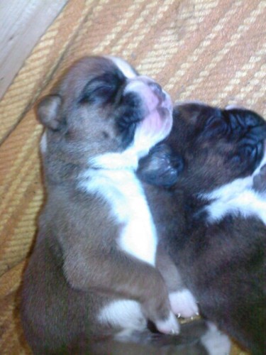 Prod�m �t��ata N�meck�ho boxera s PP