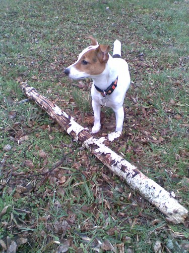 nab�z�m pejska ke kryt�