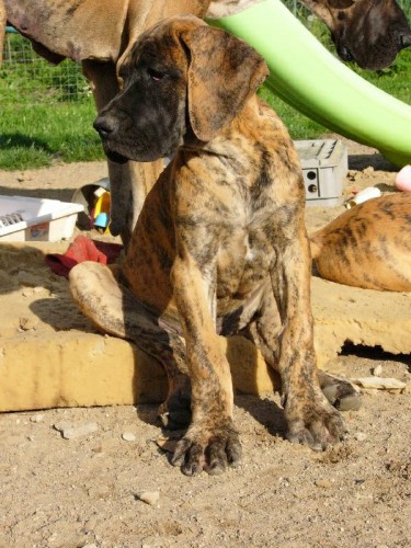 n�meck� doga s PP