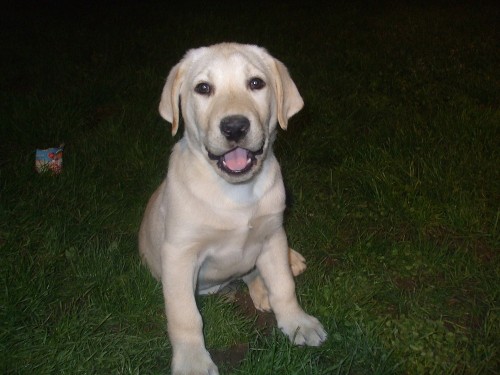 �t�n� labradorsk�ho retr�vra