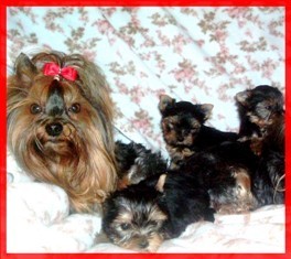 Prod�m velice kvalitn� a kr�sn� �t���tka Jork��rka