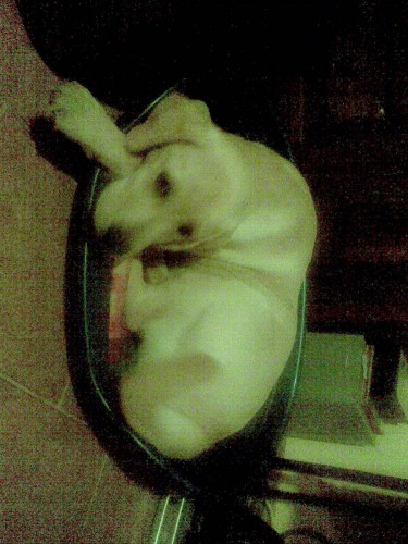 Zad�v�me �lut� a �ern� �t���tka labradorsk�ho retrievera 