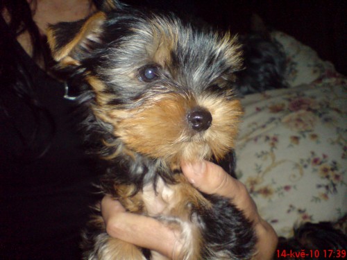 york��rsk� terier