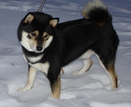 kryt� shiba inu