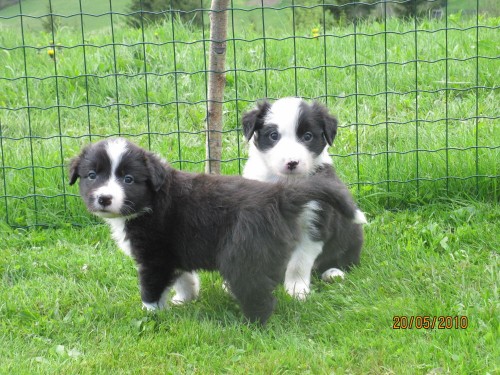 �t��ata Border kolie s PP