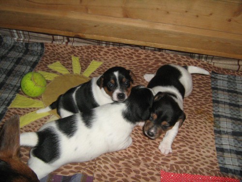 Kr�sna mal� fenka