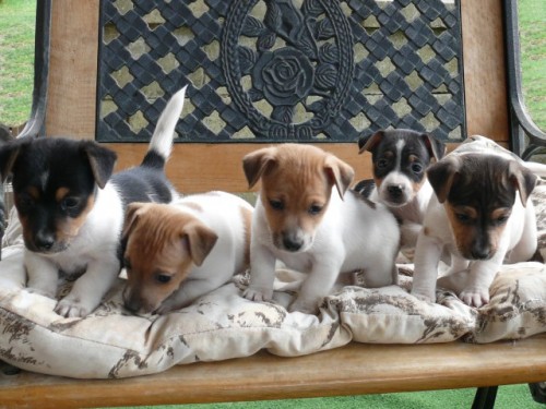 Jack Russel Teri�r 