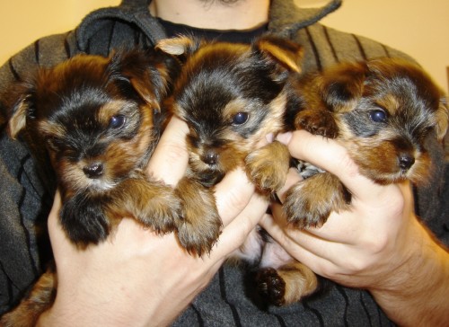 Jork��rsk� teri�r - Yorkshire terier - �t��ata s PP