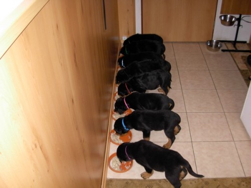 rotvajler - �t��ata s PP