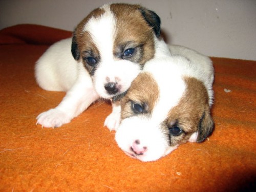 Jack Russell teriér - štěňata s PP Jack Russell teriér - štěňata s PP