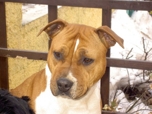 Americk� staford��rsk� teri�r