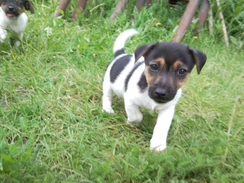 JACK RUSSEL TERIER � POSLEDN� PEJSEK!