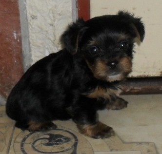 jork��rsk� teri�r