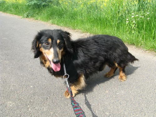 Starou� hled� nov� domov