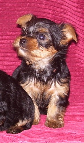 Jork��r, pejsek bez pp