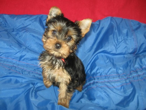 Jork��rsk� teri�r s PP