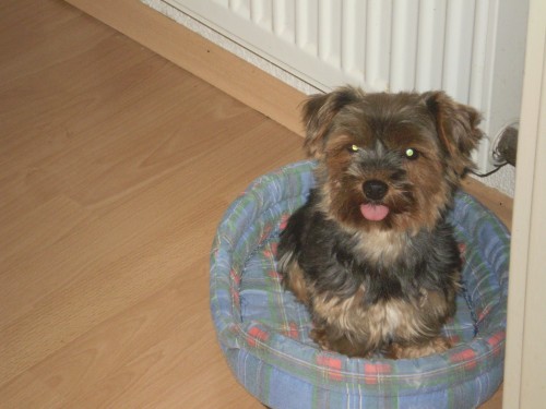 york��rsk� terier