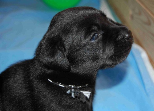 Štěňátka Labradorského retrívra Štěňátka Labradorského retrívra