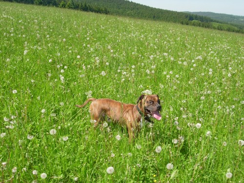 Hled�me ps� sle�nu 