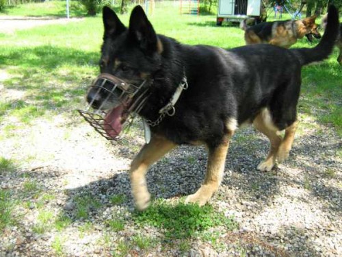 Daruji NO-Nera ve velmi dobr� kondici, slou�il ve v�znici a pat�il mezi �pi�ky ve sv�m oboru, vzhledem k v�ku u� jsme nuceni pejska nahradit mlad��m.Nem� ��dn� zdravotn� probl�my!!!V�born� hl�da�, r�d si hraje!!