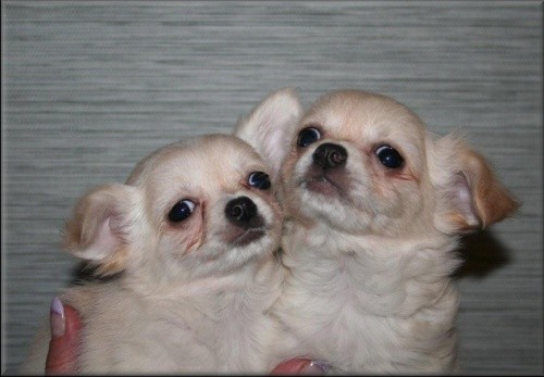 �ivava � nejmen�� plemeno na sv�t� 