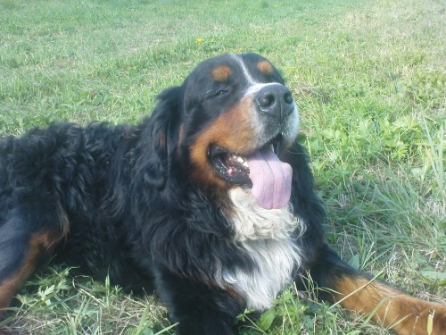 Nab�z�m psa ke kryt�