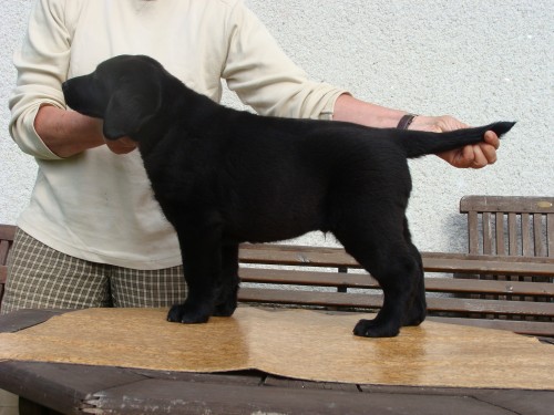 Labradorsk� retriever-�t�n�