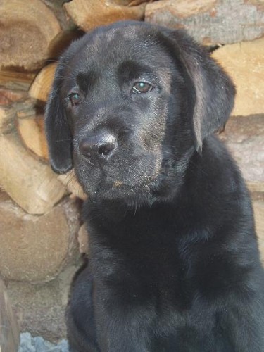 Labrador retriever -štěňátka s PP Labrador retriever -štěňátka s PP
