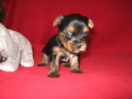 �t��ata jork��rsk�ho teri�ra