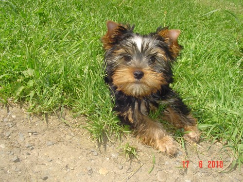 Jork��rsk� terier