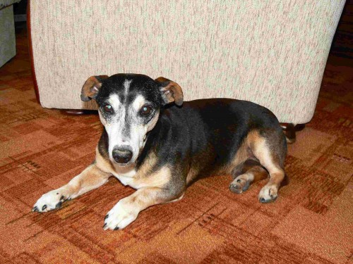 Rasa "Bob�k :-)" - najdeme nev�stu? VYSO�INA