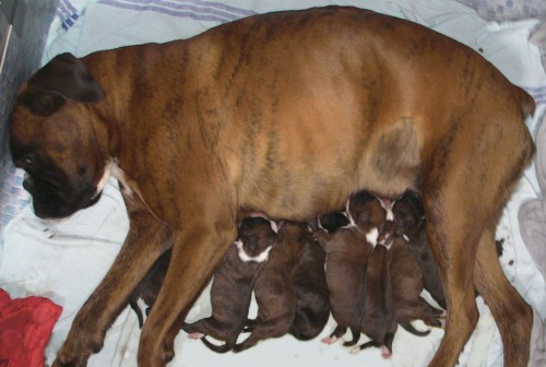 Prod�m �t���tka n�meck�ho boxera s PP