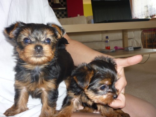 Yorkshire terrier - CHS Ashley Skal