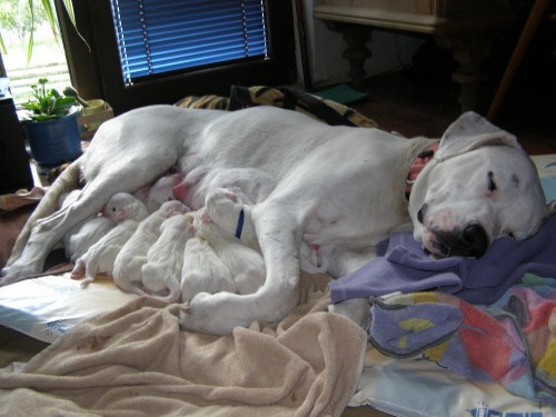 Argentinsk� doga - �t��ata