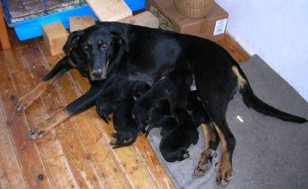 BEAUCERON - FRANCOUZSK� OV��K