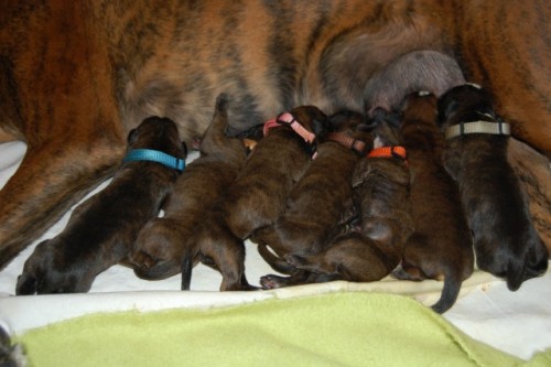 �t��ata boxera s PP