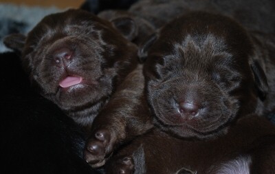 Labrador - �okol�dov� a �ern�  �t���tka s PP