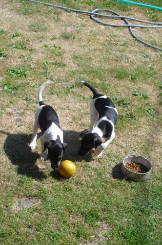 Prod�m kr�sn� �t���tka Parson Rusell Teri�ra