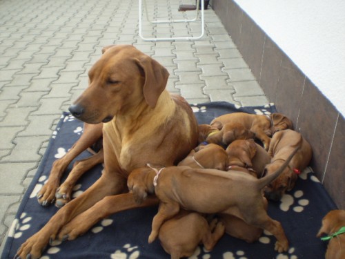 Rhod�sk� ridgeback � �t��ata s PP