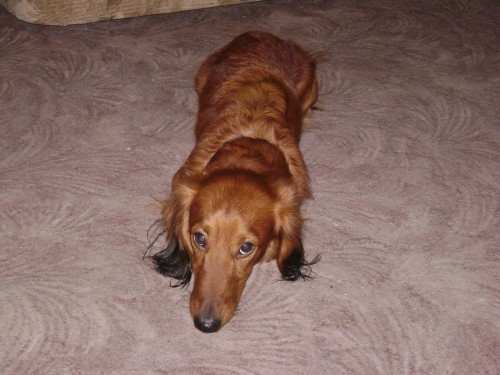 Dlouhosrst� trpasli�� jezev��k