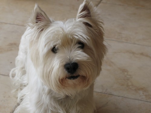 West�k hled� nev�stu